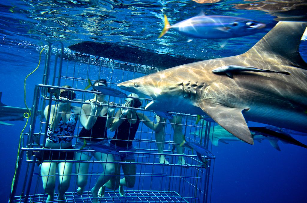 Shark Diving Photo 1